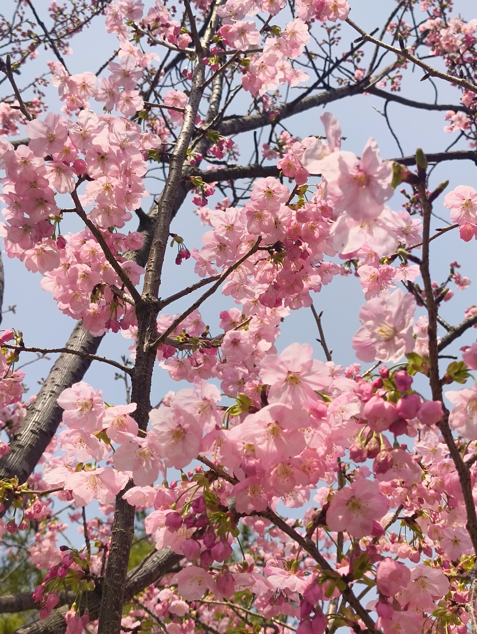 小倉城桜2